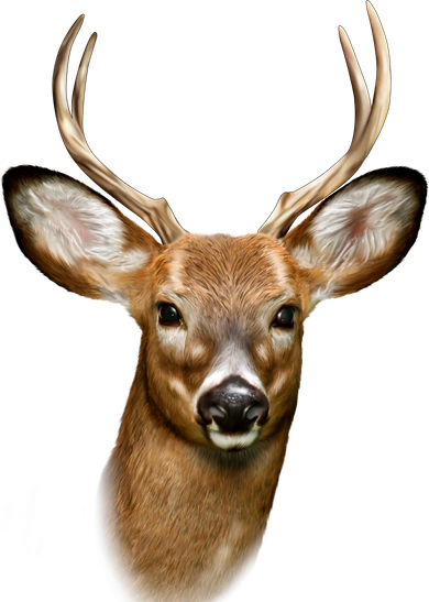 Wildlife Big Face Young Buck Deer Portrait T-Shirt