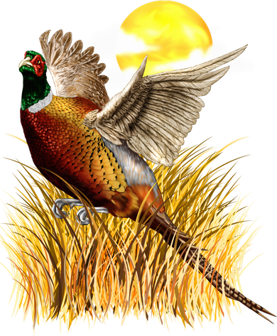 Wildlife - Pheasant Bird Portrait Women's Tank Top