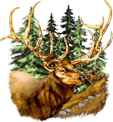Wildlife - Elk Portrait Women's Tank Top