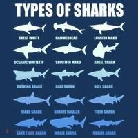 15 Types of Sharks Long Sleeve Shirt thumb 2