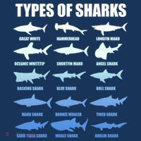 15 Types of Sharks T-Shirt thumb 7