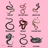 9 Snakes Snake Lover Men Snake Snake Coaster thumb 2