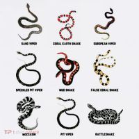 9 Snakes Snake Lover Men Snake Snake Mousepad thumb 1
