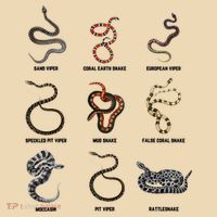 9 Snakes Snake Lover Snake Snake Tote Bag thumb 4