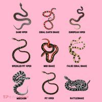 9 Snakes Snake Lover Snake Snake Coaster thumb 2