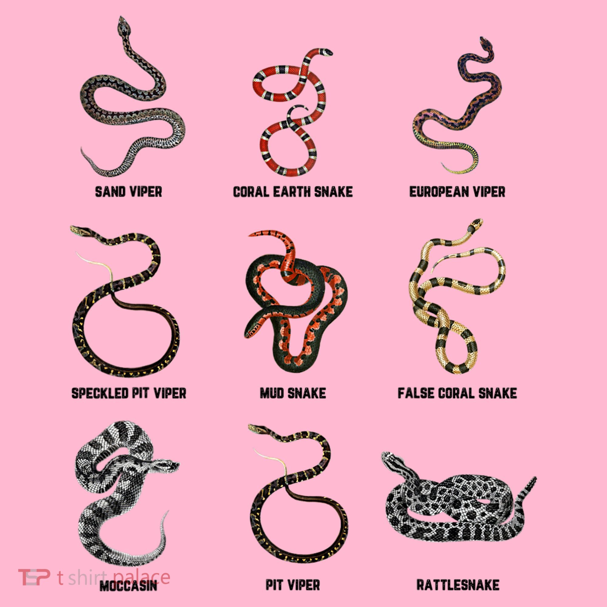 9 Snakes Snake Lover Snake Snake Coaster