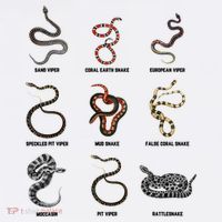 9 Snakes Snake Lover Snake Snake Kids Sweatshirt thumb 2