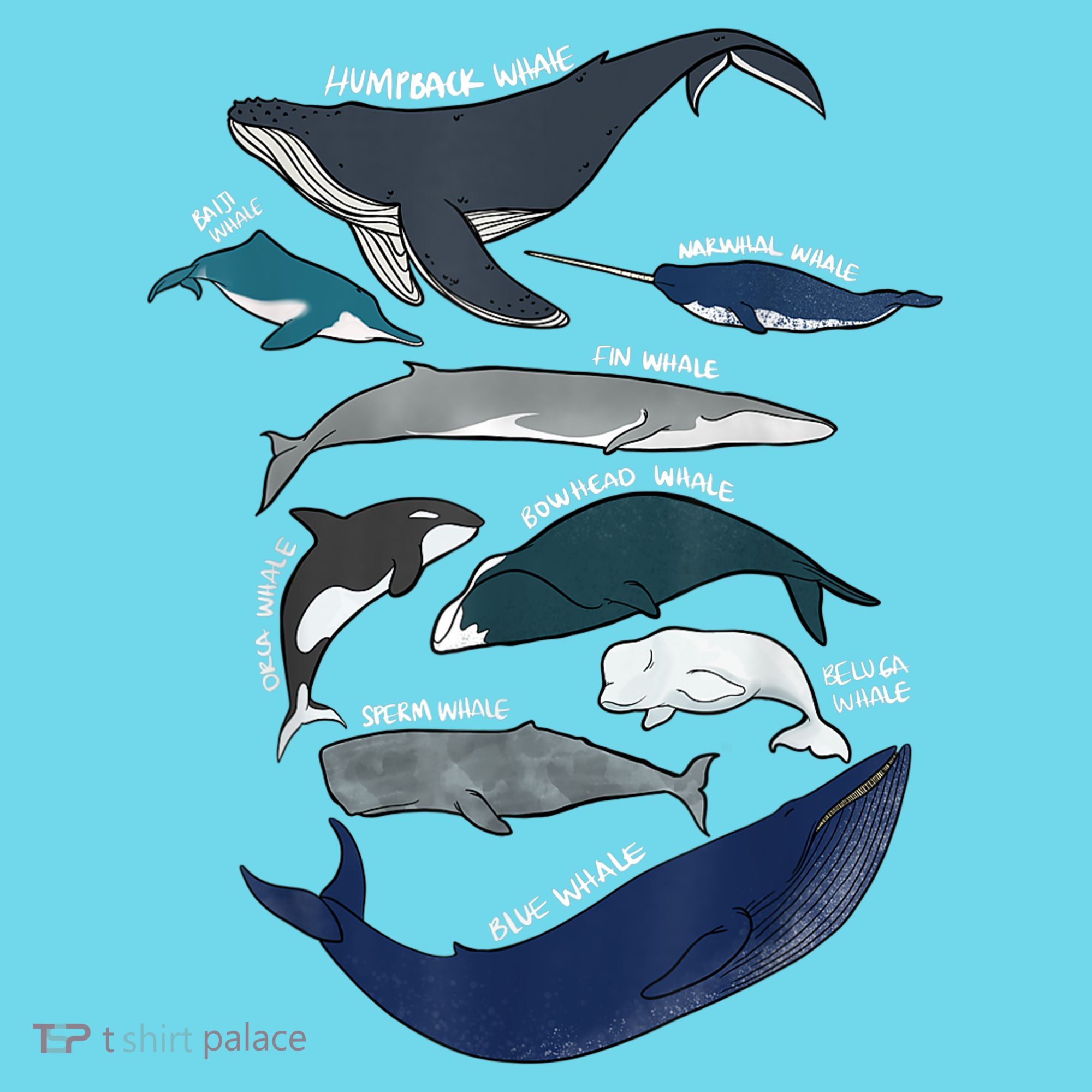 9 Types Of Whales Shirt Whale Breeds Species Whale T-Shirt