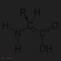 Alpha Amino Acid Biochemistry Muscle Protein Genetic Women's Sweatshirt thumb 2