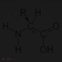 Alpha Amino Acid Biochemistry Muscle Protein Genetic Bucket Hat thumb 4