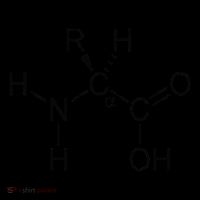 Alpha Amino Acid Biochemistry Muscle Protein Genetic Coffee Mug thumb 5