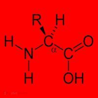 Alpha Amino Acid Biochemistry Muscle Protein Genetic Santa Hat thumb 1