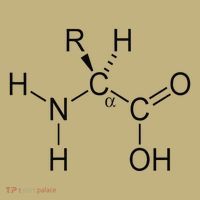 Alpha Amino Acid Biochemistry Muscle Protein Genetic Kids T-Shirt thumb 2
