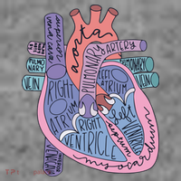 Anatomy Cardiologist Anatomical Heart Toddler Hoodie thumb 2