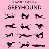 A Day In The Life Of A Greyhound Coaster thumb 2