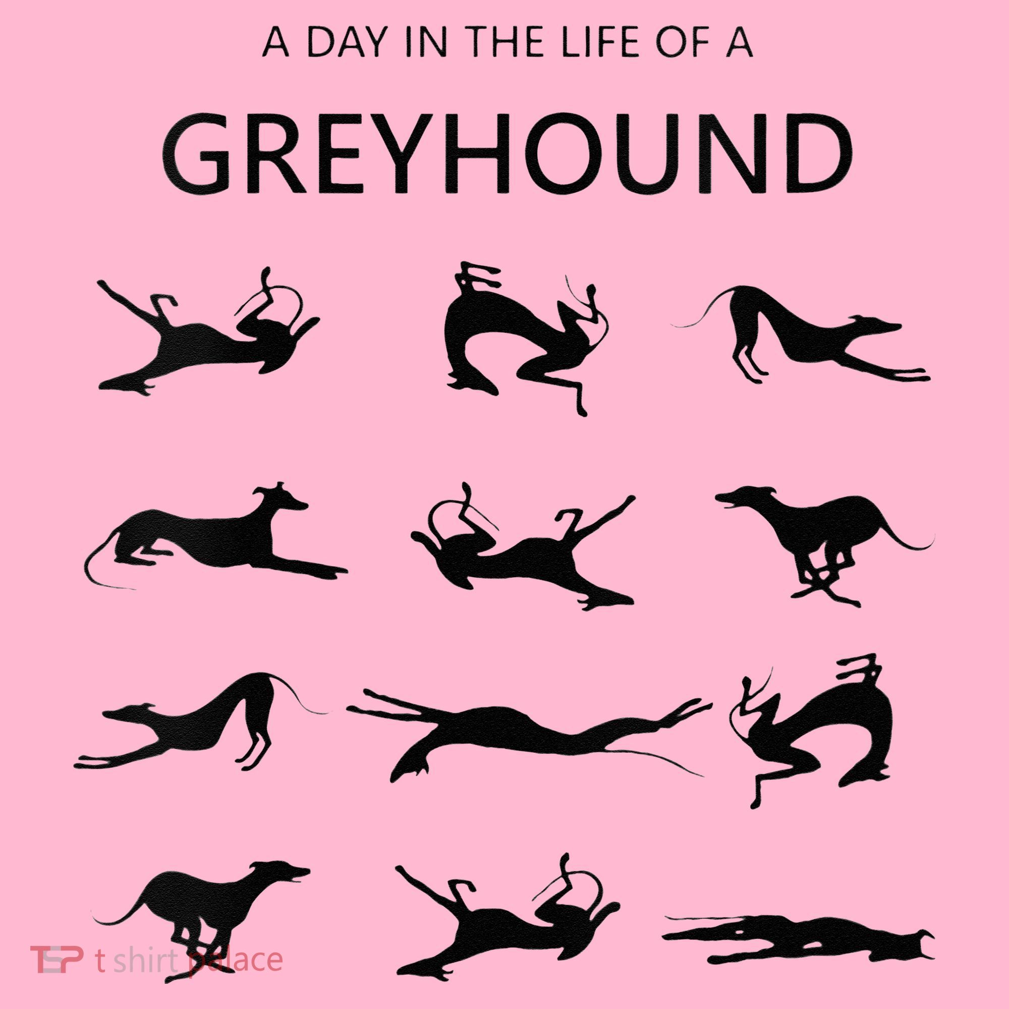 A Day In The Life Of A Greyhound Coaster