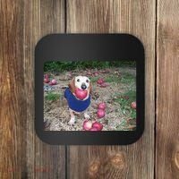 Apple Dog Meme Funny Dog With Apple In Mouth Funny Brainrot Coaster thumb 0