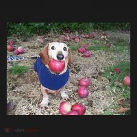 Apple Dog Meme Funny Dog With Apple In Mouth Funny Brainrot Tall Hoodie thumb 2