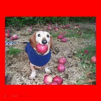 Apple Dog Meme Funny Dog With Apple In Mouth Funny Brainrot Santa Hat thumb 1