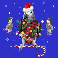 African Grey Parrot Funny Christmas Santa Hat On Gift Coaster thumb 2