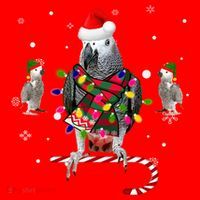 African Grey Parrot Funny Christmas Santa Hat On Gift Santa Hat thumb 1