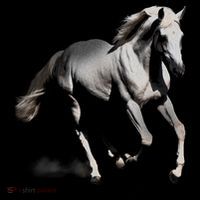 Arabian Horse Women's T-Shirt thumb 6