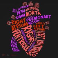 Anatomical Human Heart Cardiology Medical Cardiac Nurse TShirt Women's Tank Top thumb 5