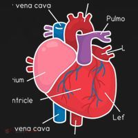 Anatomical Humain Heart Anatomy Science Physiology Medical Great Gift Women's Hoodie thumb 2