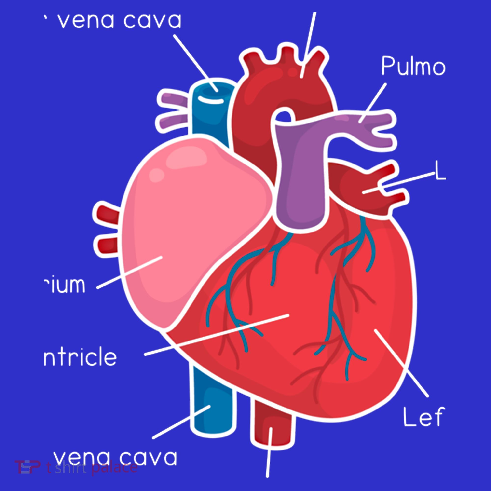 Anatomical Humain Heart Anatomy Science Physiology Medical Great Gift Mousepad