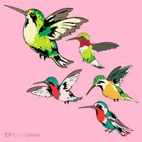 Animal Lover Birdwatching Beautiful Bird Hummingbird Coaster thumb 2