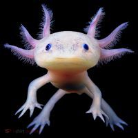 Axolotl Limited Edition Bucket Hat thumb 4
