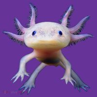 Axolotl Limited Edition Sweatshirt thumb 3