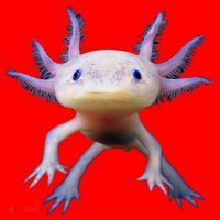 Axolotl Limited Edition Santa Hat thumb 1