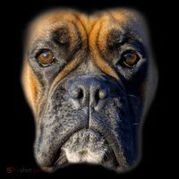 Animal Lover Gift Boxer Face Funny Dog Lovers Tshirt Coffee Mug thumb 5