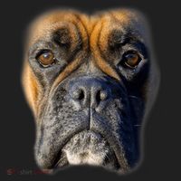 Animal Lover Gift Boxer Face Funny Dog Lovers Tshirt Beanie thumb 2