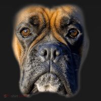 Animal Lover Gift Boxer Face Funny Dog Lovers Tshirt Visor thumb 3