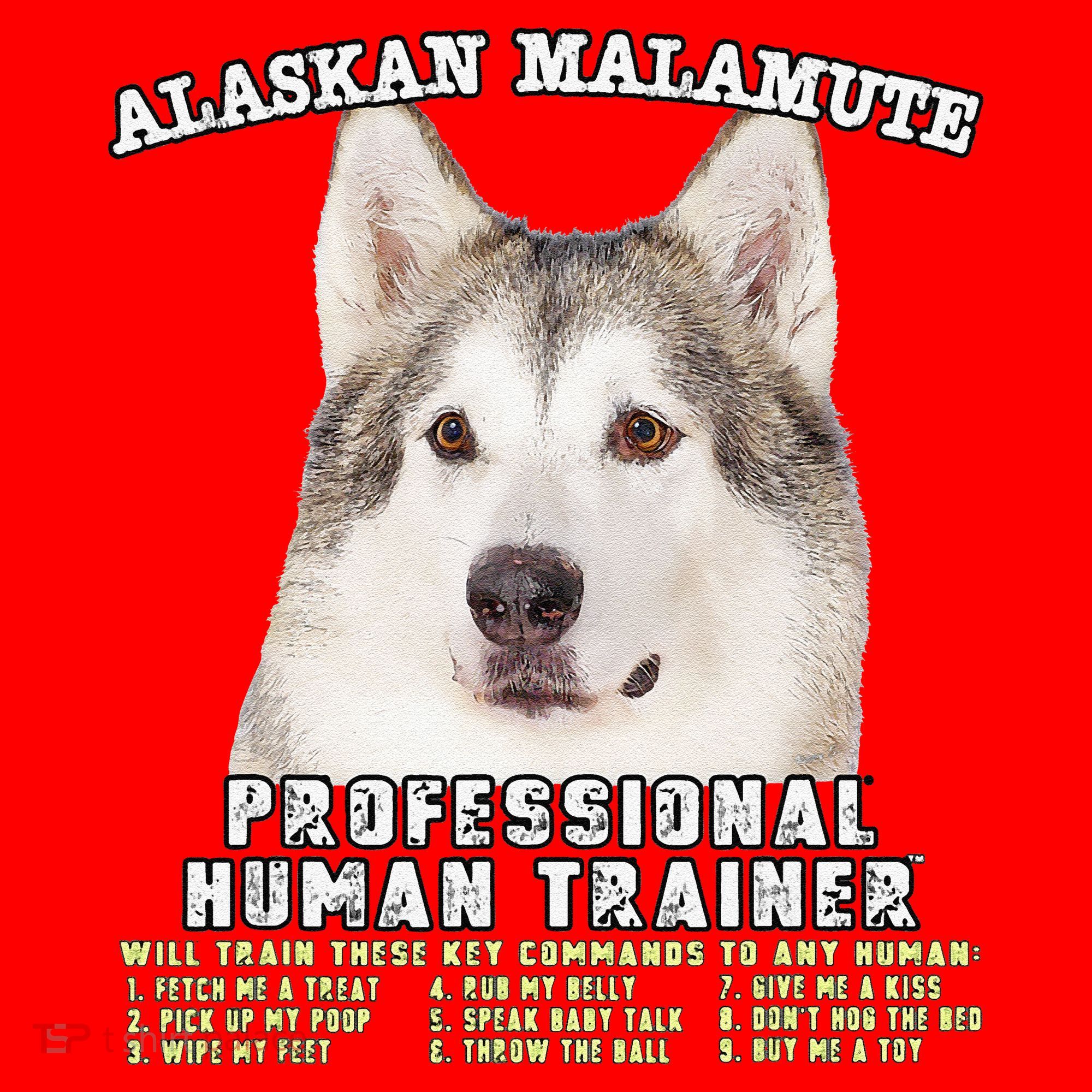 Alaskan Malamute Professional Human Trainer Cute Dog Santa Hat