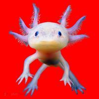 Axolotl Mexican Walking Fish Cute Amphibian Axolotl Santa Hat thumb 1