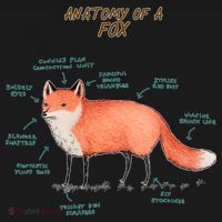 Anatomy Of A Fox Funny Cute Women's Hoodie thumb 2