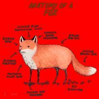 Anatomy Of A Fox Funny Cute Santa Hat thumb 1