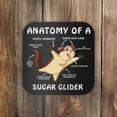 Anatomy Of A Sugar Glider Coaster