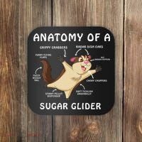 Anatomy Of A Sugar Glider Coaster thumb 0