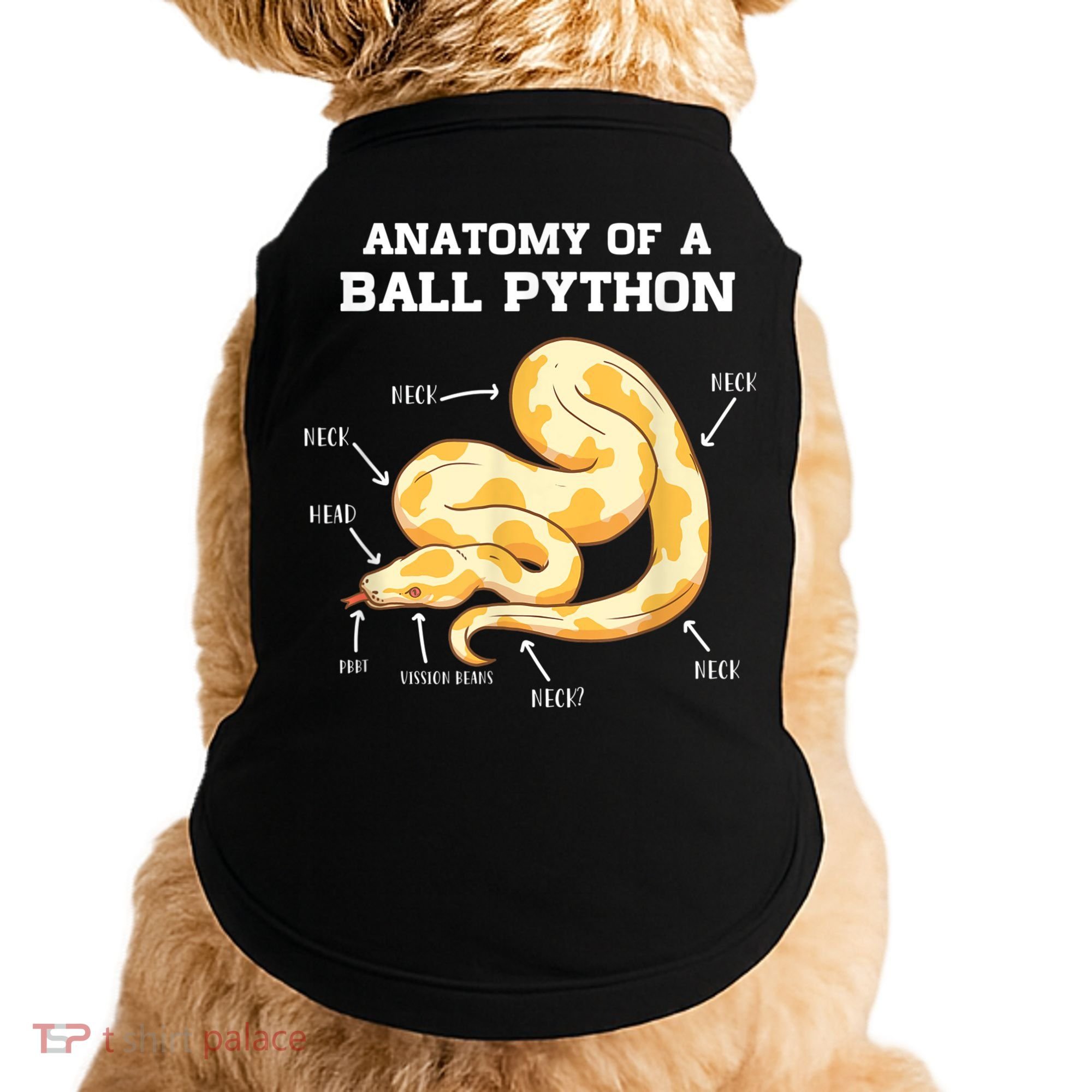 Anatomy Of A Ball Python Reptile Snake Owner Doggie Tank