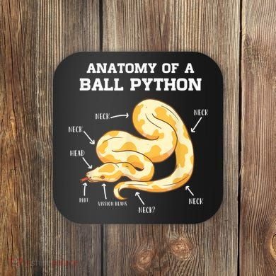 Anatomy Of A Ball Python Reptile Snake Owner Coaster
