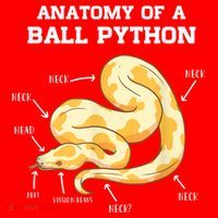 Anatomy Of A Ball Python Reptile Snake Owner Santa Hat thumb 1