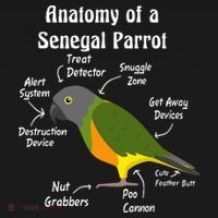 Anatomy Of A Senegal Parrot Women's Hoodie thumb 2
