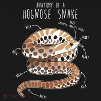 Anatomy Of A Hognose Snake Funny Pet Reptile Animal Lover Women's Hoodie thumb 2