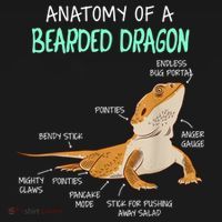 Anatomy Of A Bearded Dragon Bearded Dragon Lizard Pogona Reptile T-Shirt thumb 7