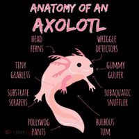 Anatomy Of An Axolotl Mexican Salamander Gift Coffee Mug thumb 5