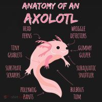 Anatomy Of An Axolotl Mexican Salamander Gift Women's Tank Top thumb 5